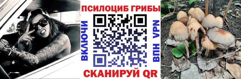 Галлюциногенные грибы Psilocybine cubensis  Купить где  Калининск 